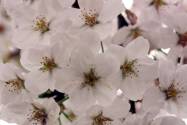 桜花
