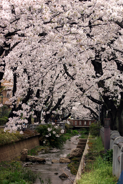 桜と小川