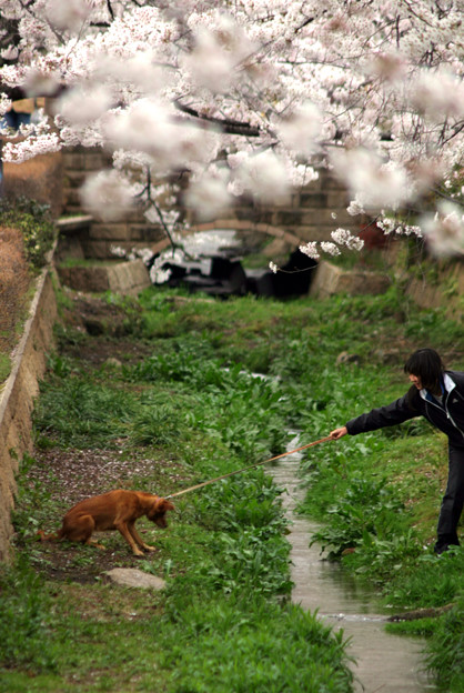 まだここにいたい犬