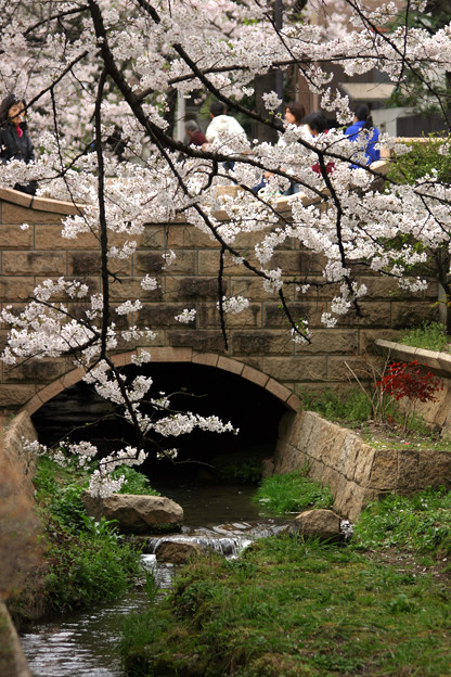 桜と橋