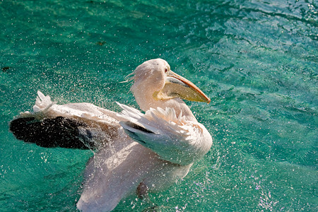 ペリカンの水浴び