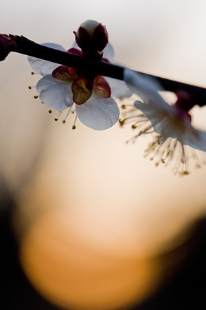 朝陽に向かって