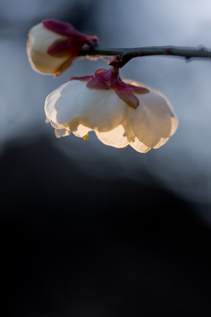 梅電灯