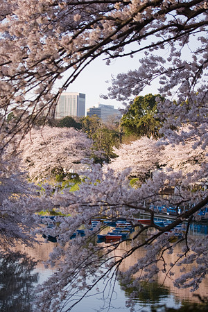 都心の花