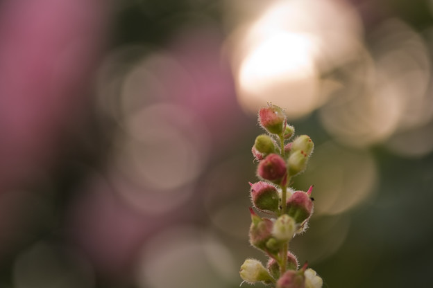 花のつづき