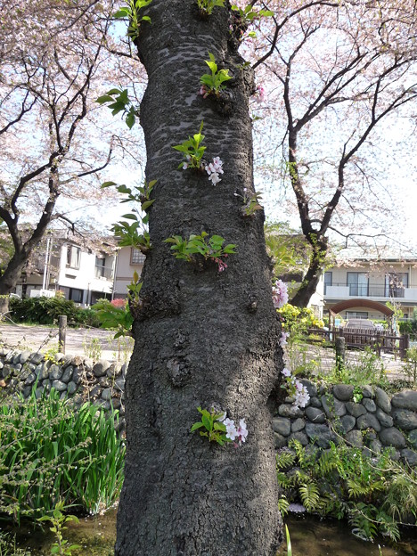 桜の幹 写真共有サイト フォト蔵