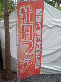 牡丹フェア(5月6日、鶴岡八幡宮)