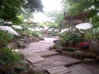 牡丹神苑（5月6日、鶴岡八幡宮）