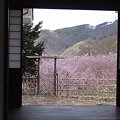 Photos: 鄙びた桜1