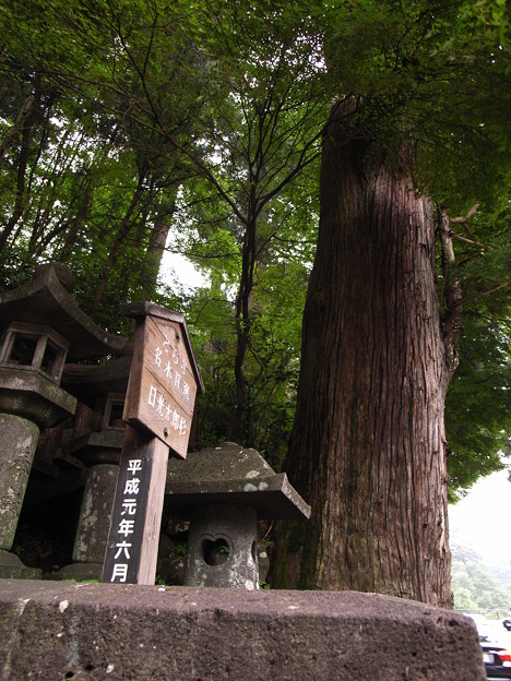 ０４０ 日光太郎杉 照片共享页面 撮影蔵