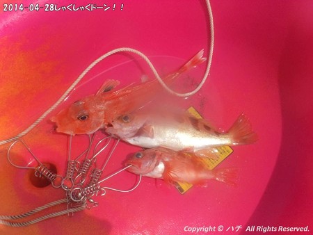 2014-04-28しゃくしゃくドーン!! (10)