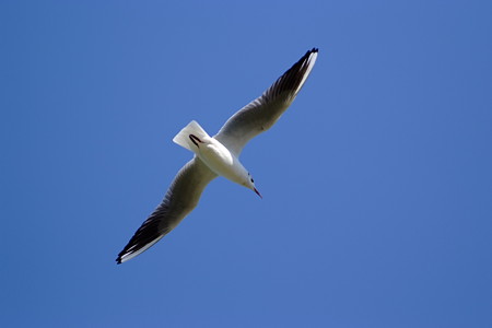 DSCF0596