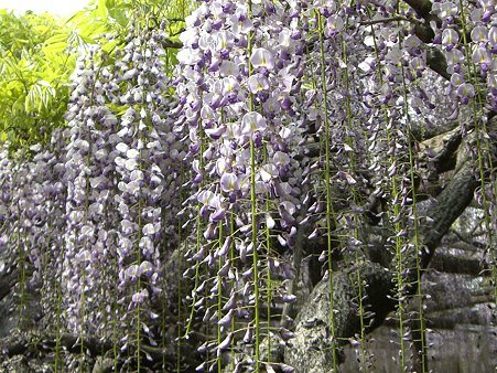藤の里公園の大藤