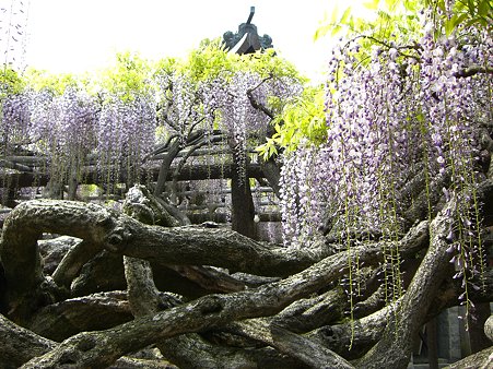 藤の里公園の大藤