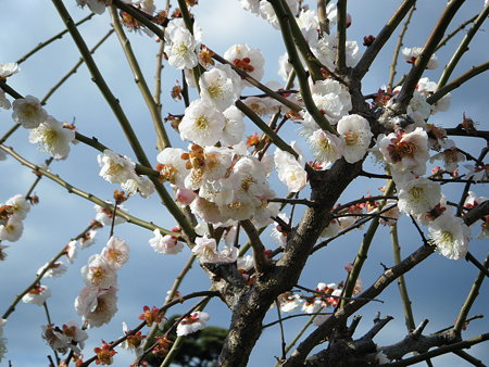 DSCF0619