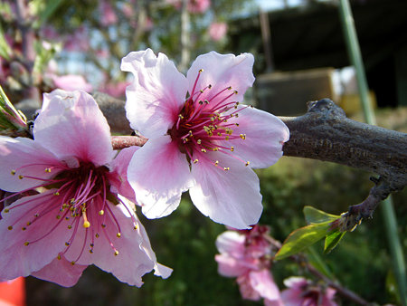 DSCF0912