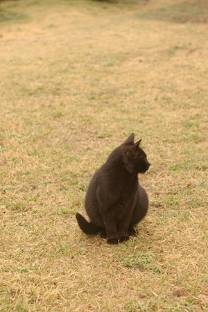 黒猫3号