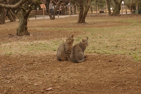 キジトラの親子