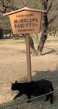 高札と黒猫3号