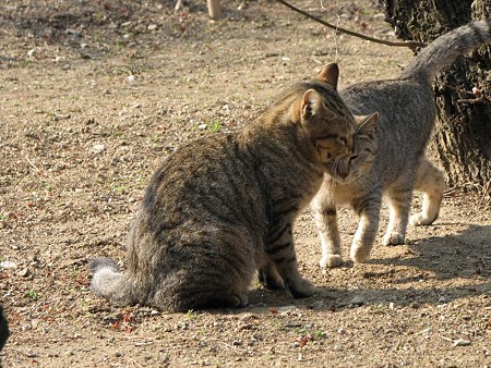 キジトラの親子キジトラ1号とキジトラ2号