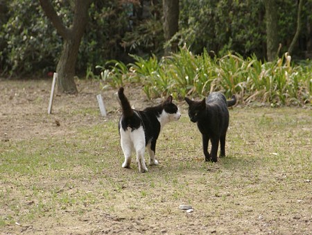 白黒1号と黒猫3号