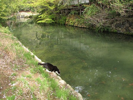 川の水を飲むハナクロ