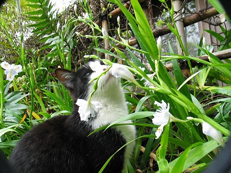 花の匂いをかぐハナシロ