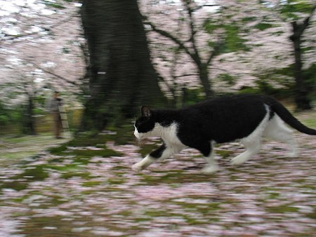 桜の絨毯の上でハナシロ