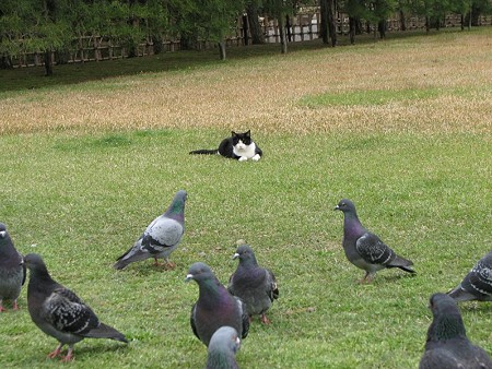 ハナシロと鳩