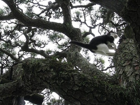 栗林公園的猫松　ハナシロ　屏風松