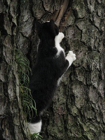 栗林公園的猫松　ハナシロ　屏風松