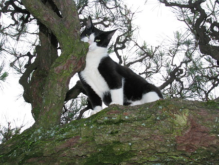 ハナシロ　栗林公園的猫松　屏風松