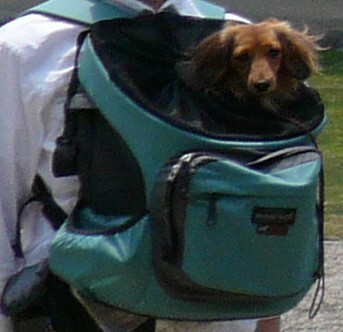 090501_dog