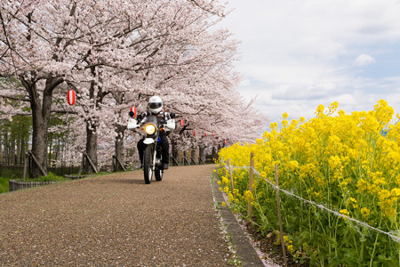 ご近所桜道で自撮り・3