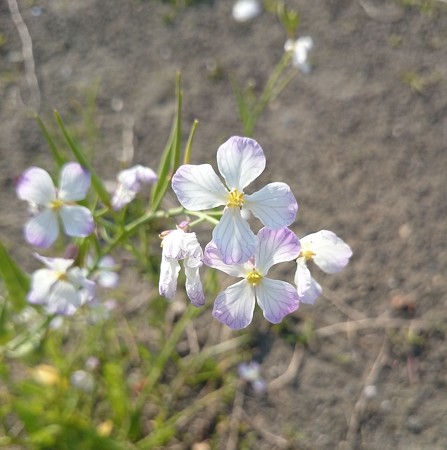 かわいい花