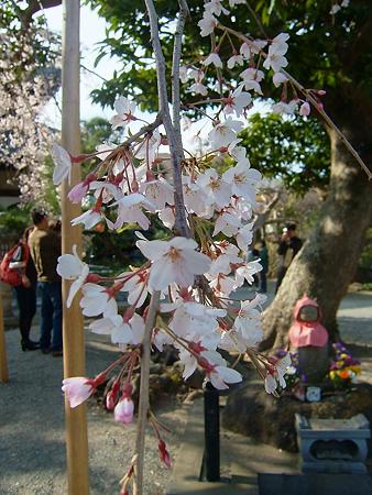 本覚寺のしだれ桜