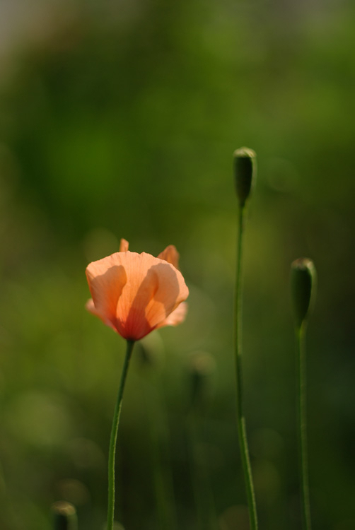 けしの花
