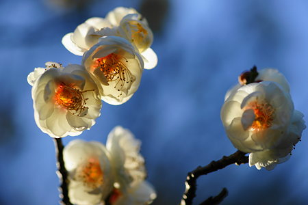 梅花・光受けて-DSC00832
