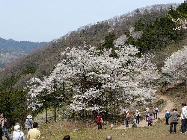 樽見の大桜