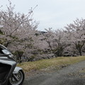 ふれあいの水公園の桜