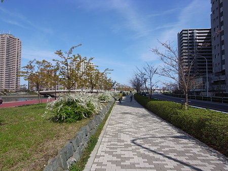 南千住 汐入公園の桜 09 3 29 南千住あたり