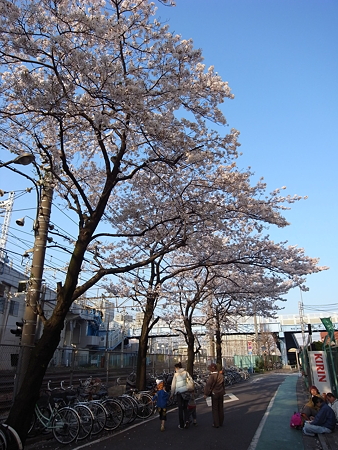 都営南千住二丁目アパート前の桜(2009/4)