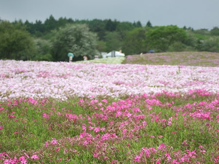 芝桜１