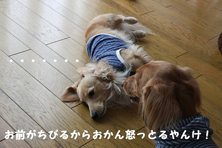 叱られ中 1