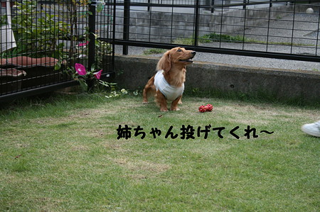 お庭で~ 7