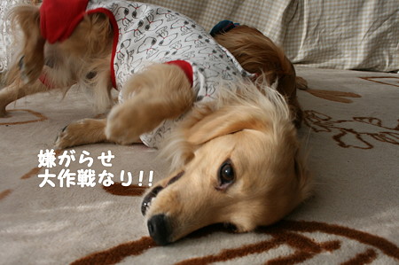 東矢くんと摩耶さん13