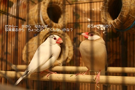 だんごとさくら