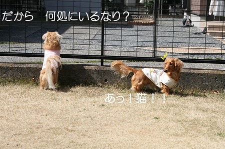 お庭で遊ぼう♪ 9