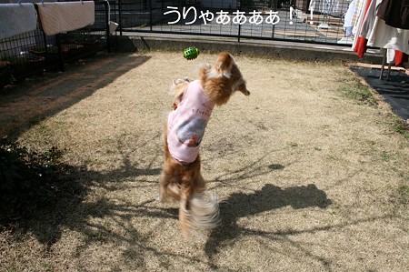 お庭で遊ぼう♪ 3