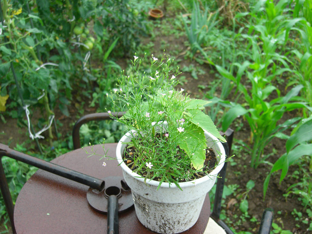 かすみ草とひまわりの寄せ植え ひまわりさん早く成長してください 写真共有サイト フォト蔵